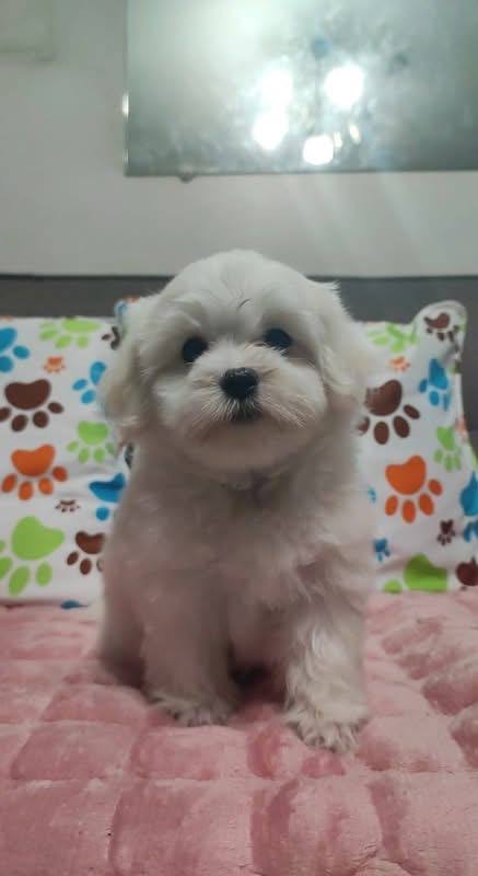 Daisy