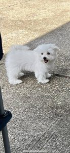 Cooper