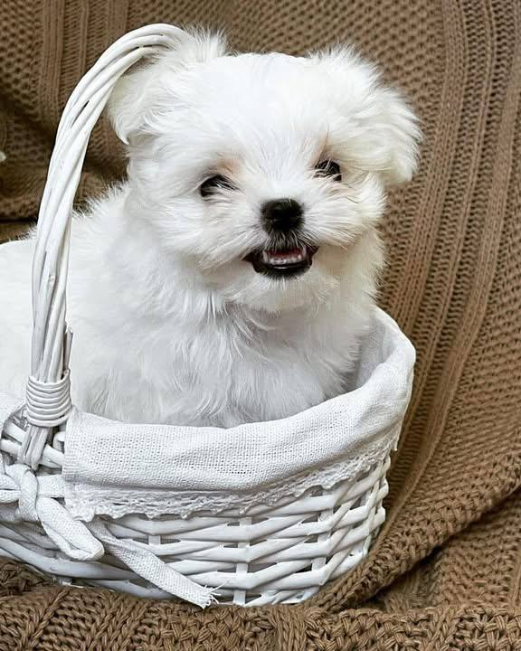 Charlie